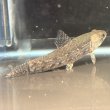 画像2: ホプリアス(7cm±)WILDペルー (2)