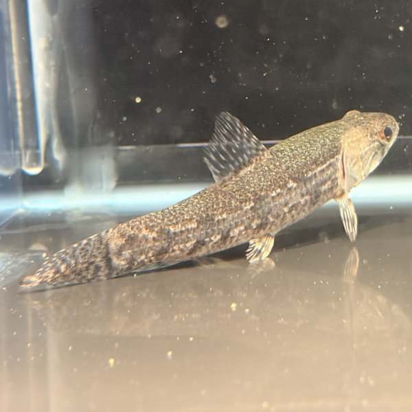 画像2: ホプリアス(7cm±)WILDペルー (2)