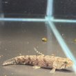 画像1: ホプリアス(7cm±)WILDペルー (1)