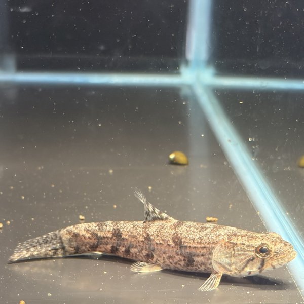 画像1: ホプリアス(7cm±)WILDペルー (1)