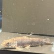 画像2: ホプリアス(7cm±)WILDペルー (2)