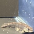 画像3: ホプリアス(7cm±)WILDペルー (3)