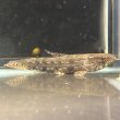 画像1: ホプリアス(7cm±)WILDペルー (1)