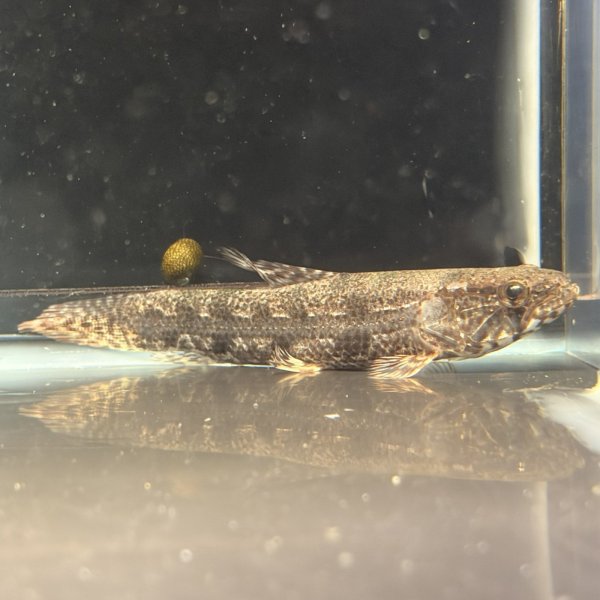 画像1: ホプリアス(7cm±)WILDペルー (1)