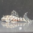 画像1: リアルメガクラウンゼブラプレコ L-236 (7cm±)国産ブリード (1)