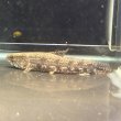 画像2: ホプリアス(7cm±)WILDペルー (2)