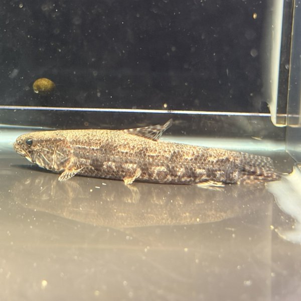 画像2: ホプリアス(7cm±)WILDペルー (2)