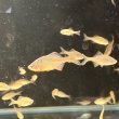 画像2: ニッポンバラタナゴ(3cm±) (2)