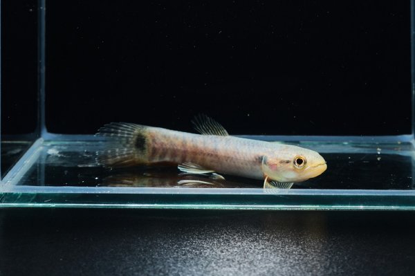 画像3: レインボーホーリー(6cm±)WILDタパウワ (3)