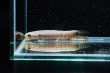 画像2: レインボーホーリー(6cm±)WILDタパウワ (2)