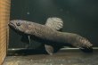 画像2: ブラックタライロン(16cm±)WILD (2)