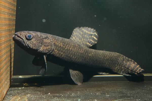 画像2: ブラックタライロン(16cm±)WILD (2)