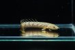 画像2: ポリプテルス パルマス ブティコフェリー(8cm±)ブリード (2)