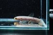 画像3: レインボーホーリー(6cm±)WILDタパウワ (3)