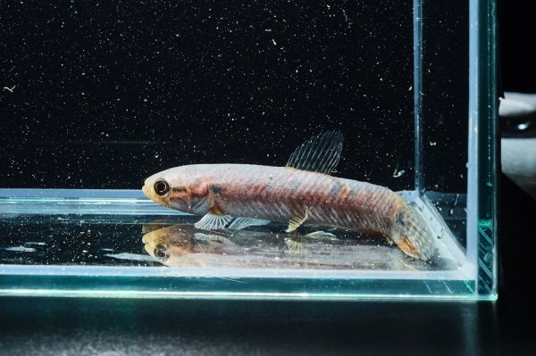 画像3: レインボーホーリー(6cm±)WILDタパウワ (3)