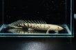 画像3: ポリプテルス デルヘッジィ 美バンド(7cm±)ブリード (3)