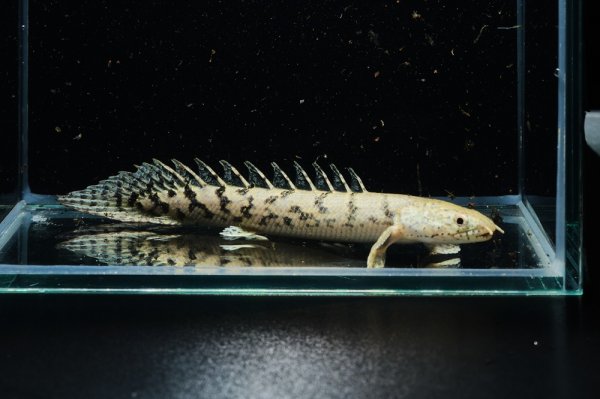 画像3: ポリプテルス デルヘッジィ 美バンド(7cm±)ブリード (3)