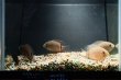 画像2: ペルビアン マルチカラーセベラム(7cm±)ブリード (2)