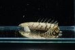 画像2: ポリプテルス デルヘッジィ 美バンド(7cm±)ブリード (2)