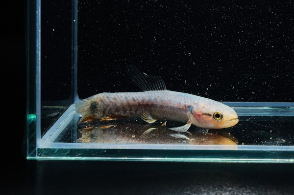 画像1: レインボーホーリー(6cm±)WILDタパウワ (1)