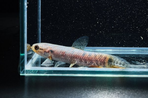 画像1: レインボーホーリー(6cm±)WILDタパウワ (1)