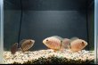 画像4: ペルビアン マルチカラーセベラム(7cm±)ブリード (4)