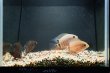 画像3: ペルビアン マルチカラーセベラム(7cm±)ブリード (3)
