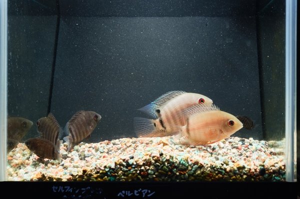 画像3: ペルビアン マルチカラーセベラム(7cm±)ブリード (3)
