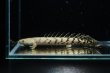画像1: ポリプテルス デルヘッジィ 美バンド(7cm±)ブリード (1)