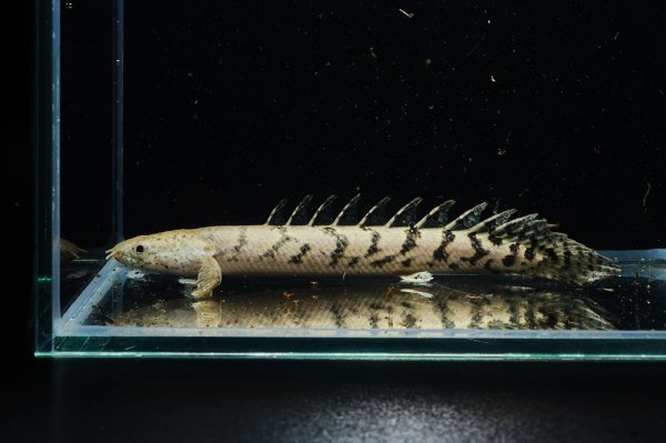画像1: ポリプテルス デルヘッジィ 美バンド(7cm±)ブリード (1)