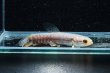 画像2: レインボーホーリー(6cm±)WILDタパウワ (2)