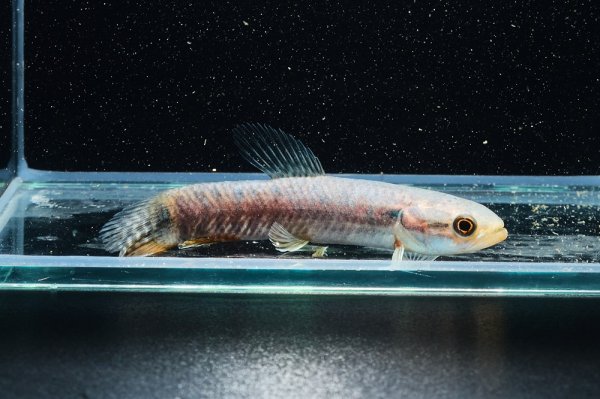 画像2: レインボーホーリー(6cm±)WILDタパウワ (2)