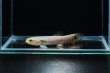 画像1: レインボーホーリー(6cm±)WILDタパウワ (1)