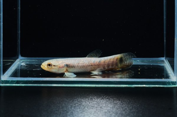 画像1: レインボーホーリー(6cm±)WILDタパウワ (1)