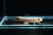 画像1: レインボーホーリー(6cm±)WILDタパウワ (1)