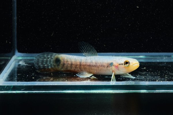 画像1: レインボーホーリー(6cm±)WILDタパウワ (1)