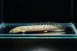 画像4: ポリプテルス パルマス ブティコフェリー(8cm±)ブリード (4)