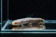 画像2: レインボーホーリー(6cm±)WILDタパウワ (2)