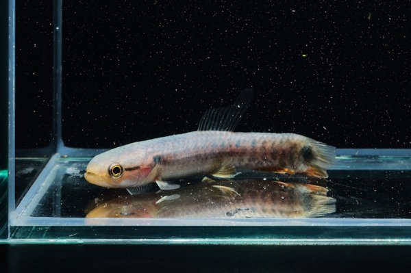 画像2: レインボーホーリー(6cm±)WILDタパウワ (2)