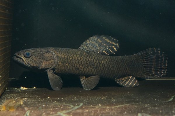 画像1: ブラックタライロン(16cm±)WILD (1)