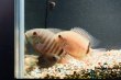 画像1: ペルビアン マルチカラーセベラム(7cm±)ブリード (1)
