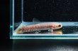 画像2: レインボーホーリー(6cm±)WILDタパウワ (2)