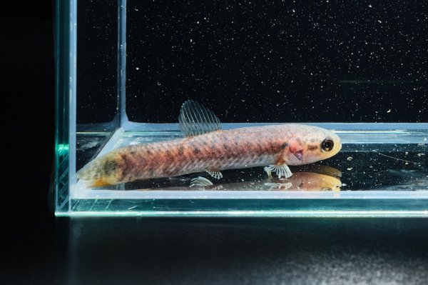 画像2: レインボーホーリー(6cm±)WILDタパウワ (2)