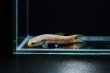 画像2: レインボーホーリー(6cm±)WILDタパウワ (2)