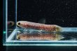 画像1: レインボーホーリー(6cm±)WILDタパウワ (1)