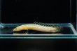 画像4: ポリプテルス パルマス ブティコフェリー(8cm±)ブリード (4)