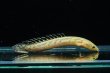 画像3: ポリプテルス パルマス ブティコフェリー(8cm±)ブリード (3)