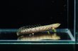 画像1: ポリプテルス パルマス ブティコフェリー(8cm±)ブリード (1)