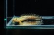 画像1: ポリプテルス パルマス ブティコフェリー(8cm±)ブリード (1)
