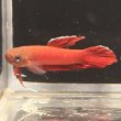 画像3: ベタ アピアピ（2.5cm±）WILD ペア (3)